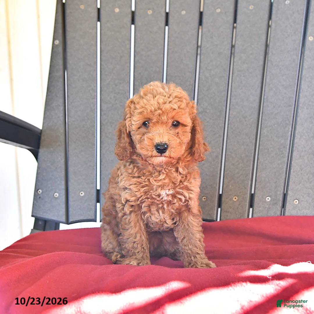 Miniature Poodle dogs for sale: Autumn - Ad 2