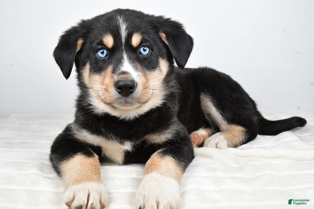 Mixed Breed dogs for sale: Diesel - Ad 10