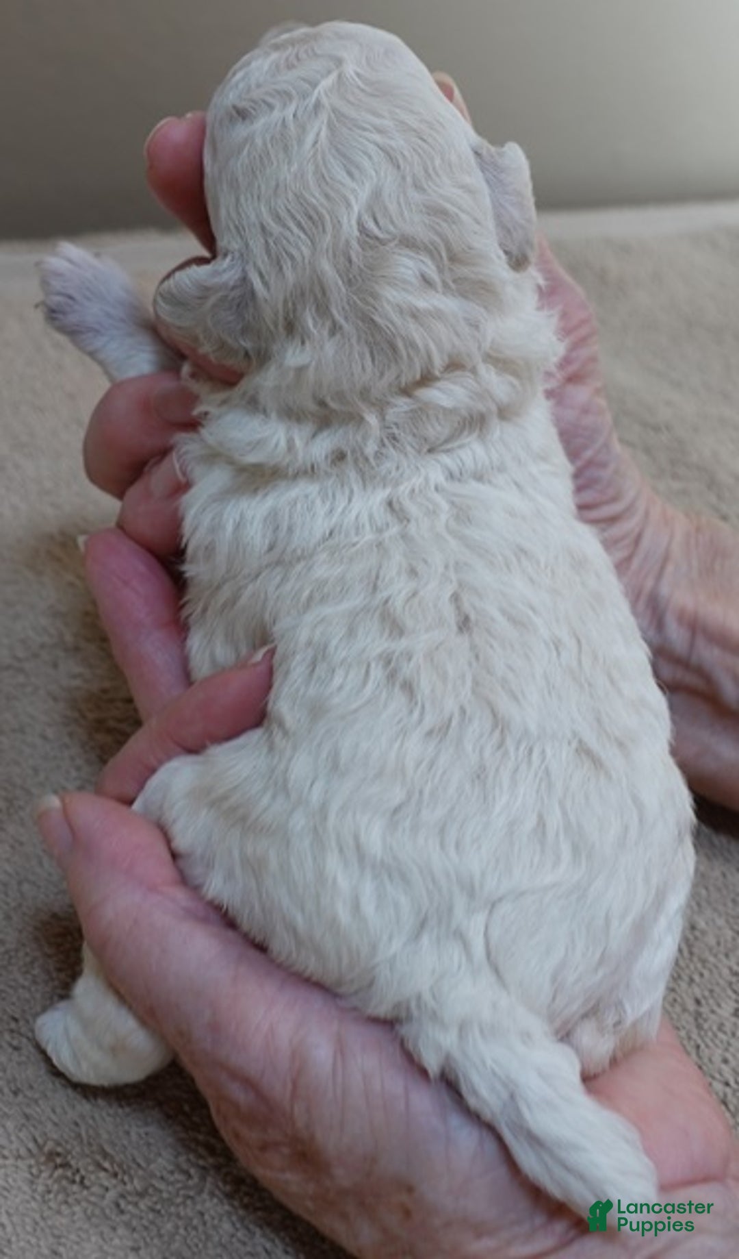 Toy Poodle dogs for sale: Zilla - Ad 11