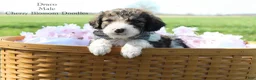Bordoodle dogs for sale: Draco - Ad 2