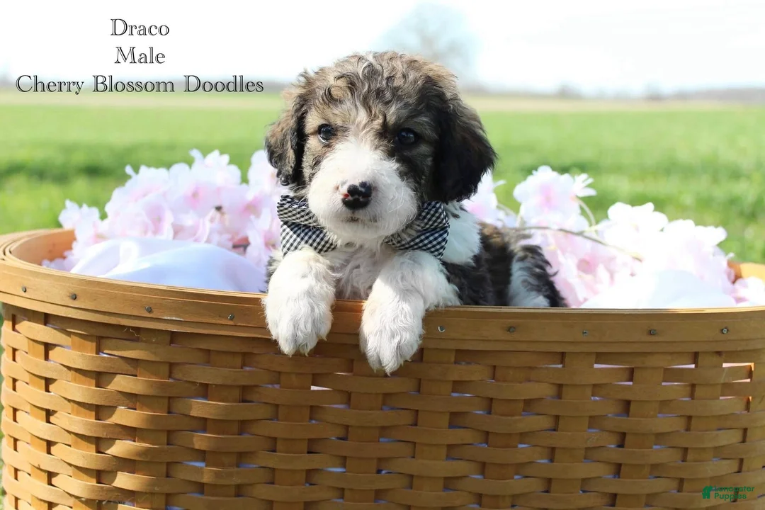 Bordoodle dogs for sale: Draco - Ad 2