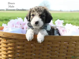 Bordoodle dogs Draco - Ad 4