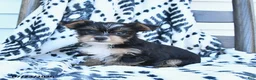 Yorkshire Terrier dogs for sale: Chica - Ad 3