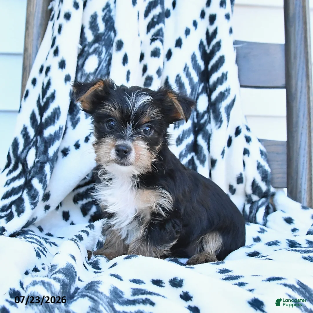 Yorkshire Terrier dogs for sale: Chica - Ad 3