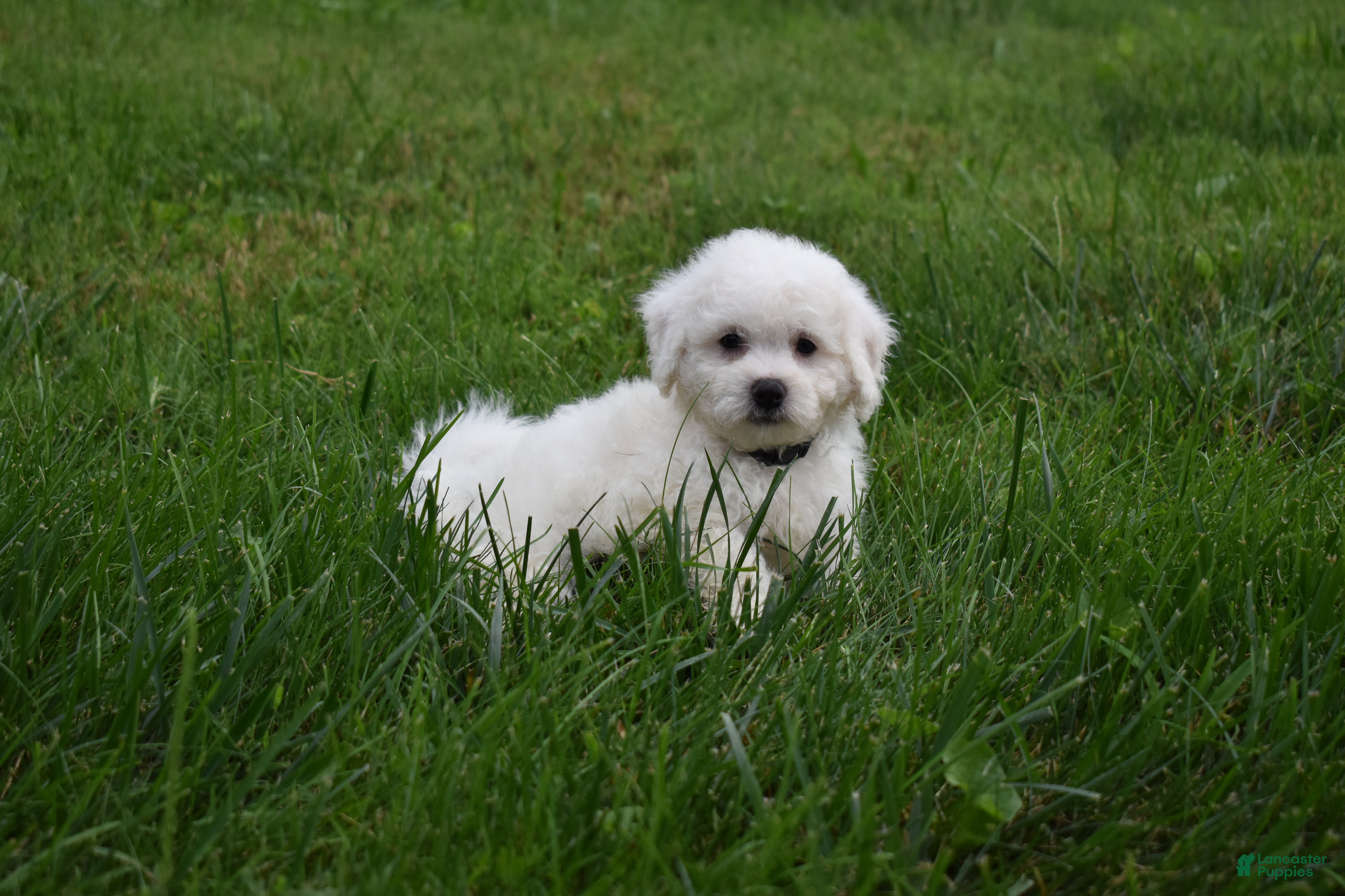 Bichon Frise dogs Tyler 🐶 - Ad 2
