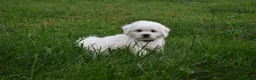 Bichon Frise dogs for sale: Tyler 🐶 - Ad 2