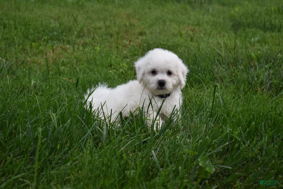 Bichon Frise dogs for sale: Tyler 🐶 - Ad 2