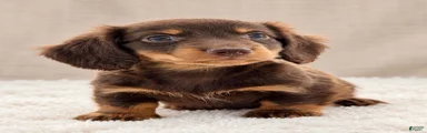 Miniature Dachshund 5