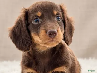 Miniature Dachshund dogs Miniature Dachshund 5 - Ad 1