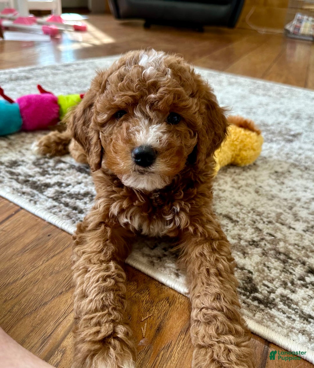 Gallery Image {{count}}