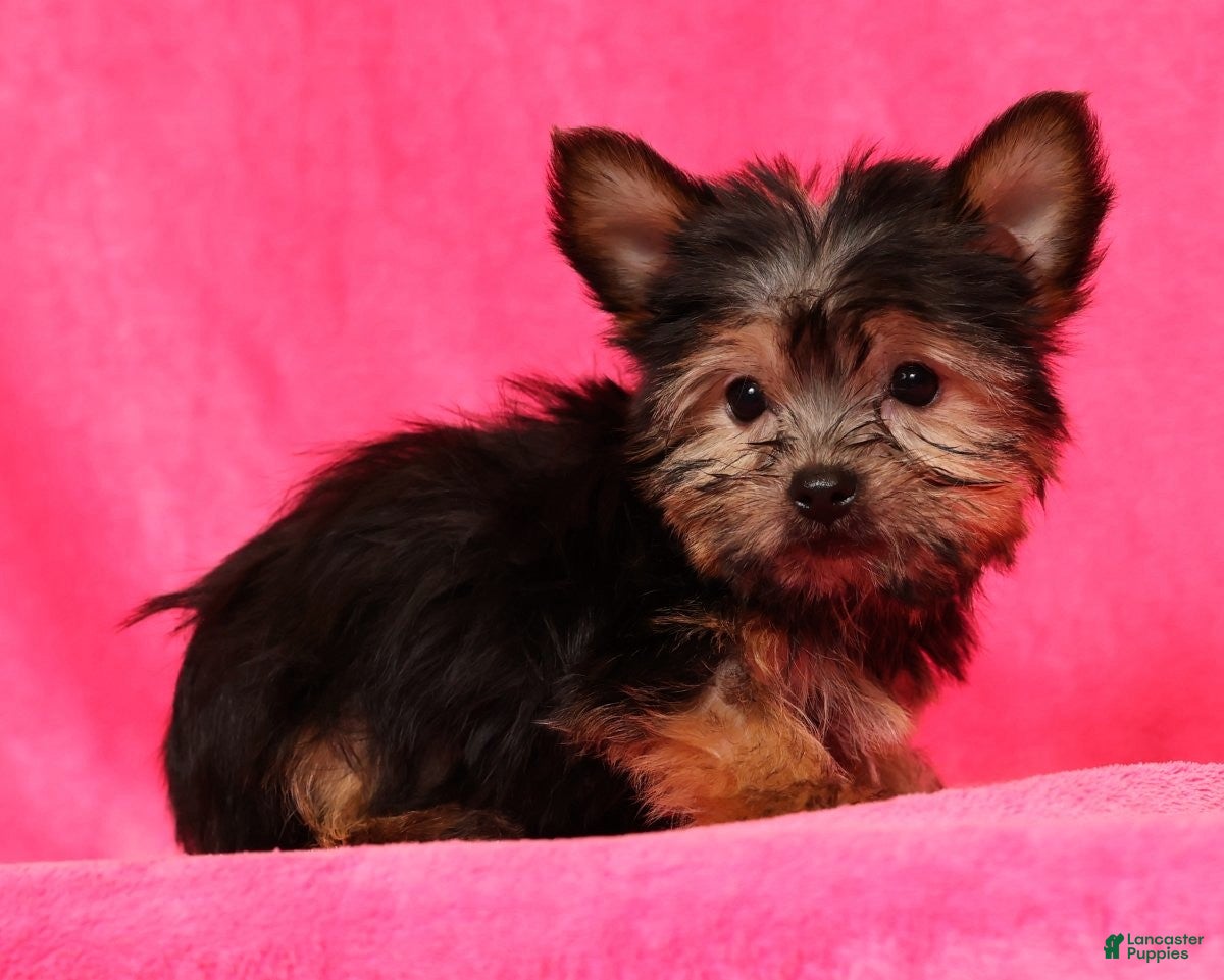 Yorkshire Terrier dogs Buddy - Ad 17