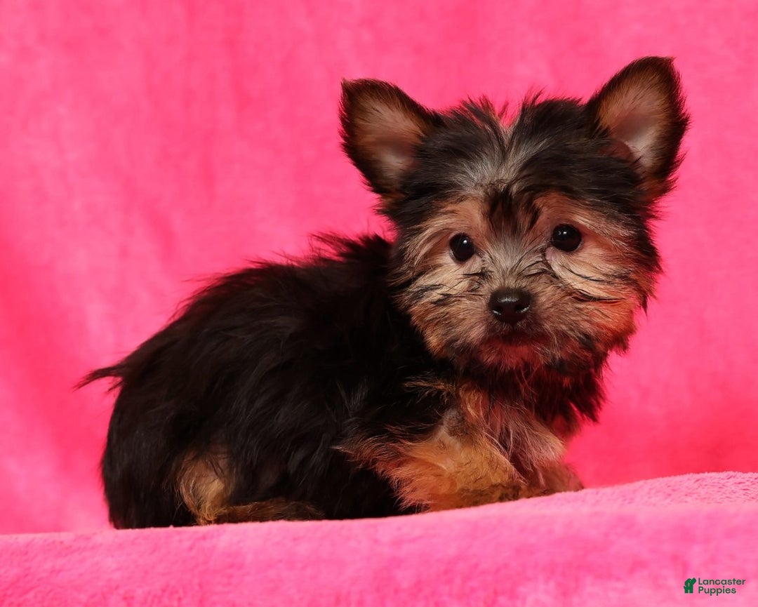 Yorkshire Terrier dogs for sale: Buddy - Ad 1