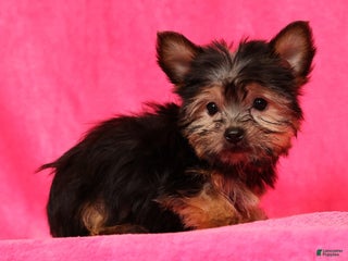 Yorkshire Terrier dogs Buddy - Ad 5
