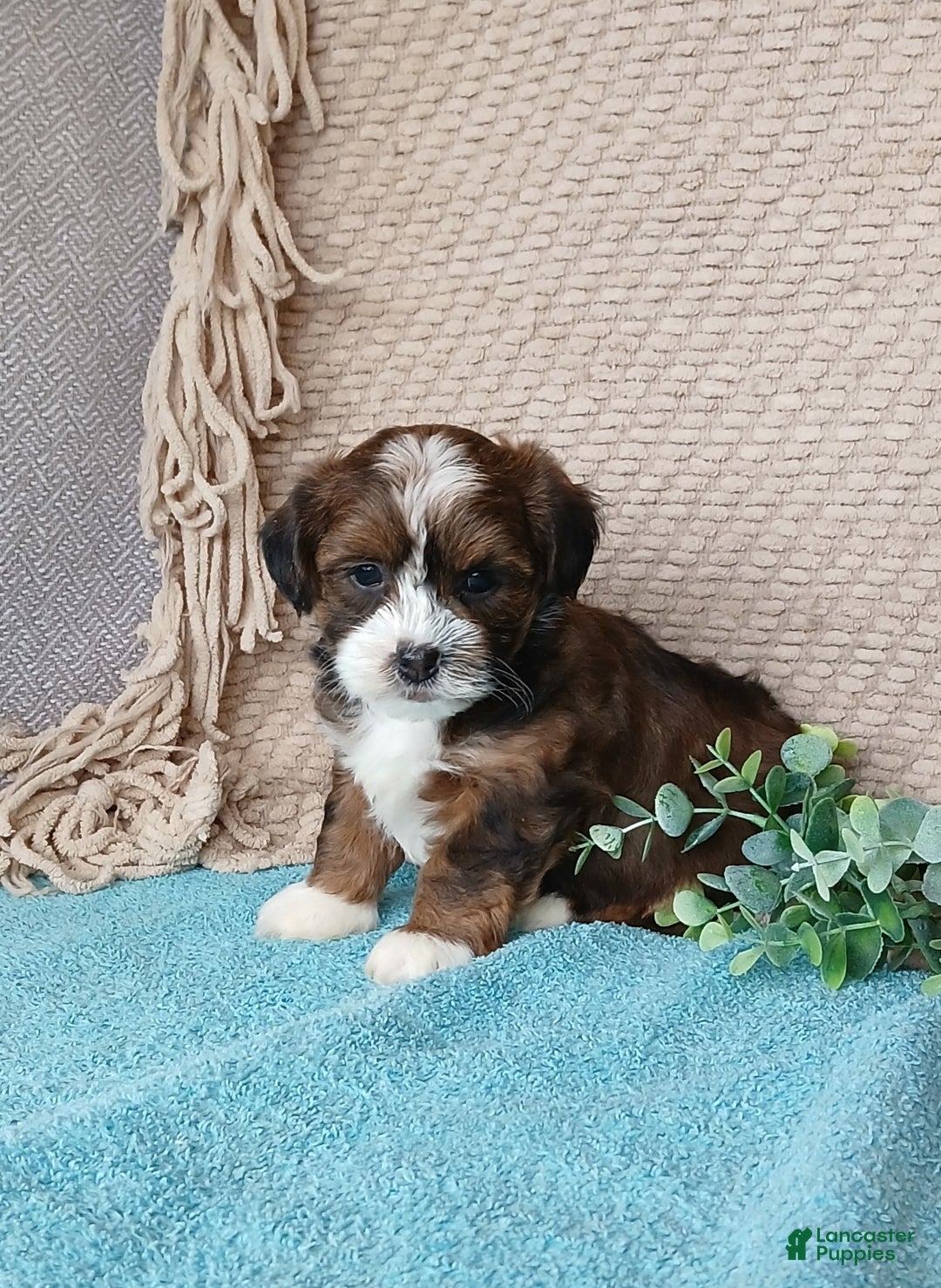 Havanese dogs for sale: Pearl  - Ad 2