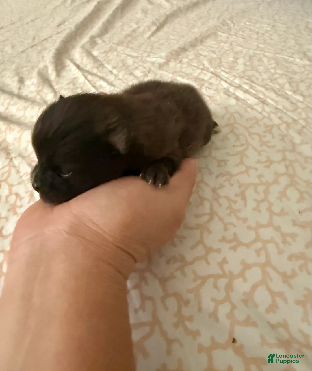 Pomeranian dogs for sale: Scooter - Ad 3