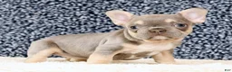 French Bulldog dogs for sale: Blaire - Ad 6