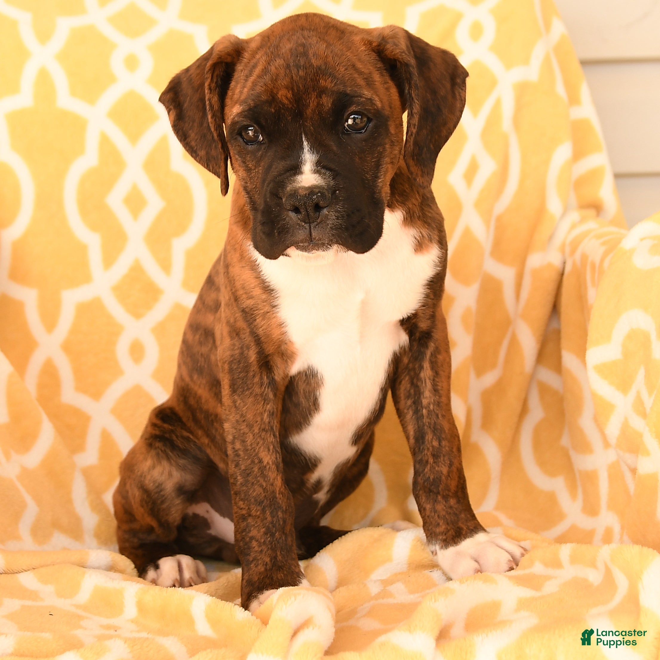 Boxer dogs Aaron - Ad 2