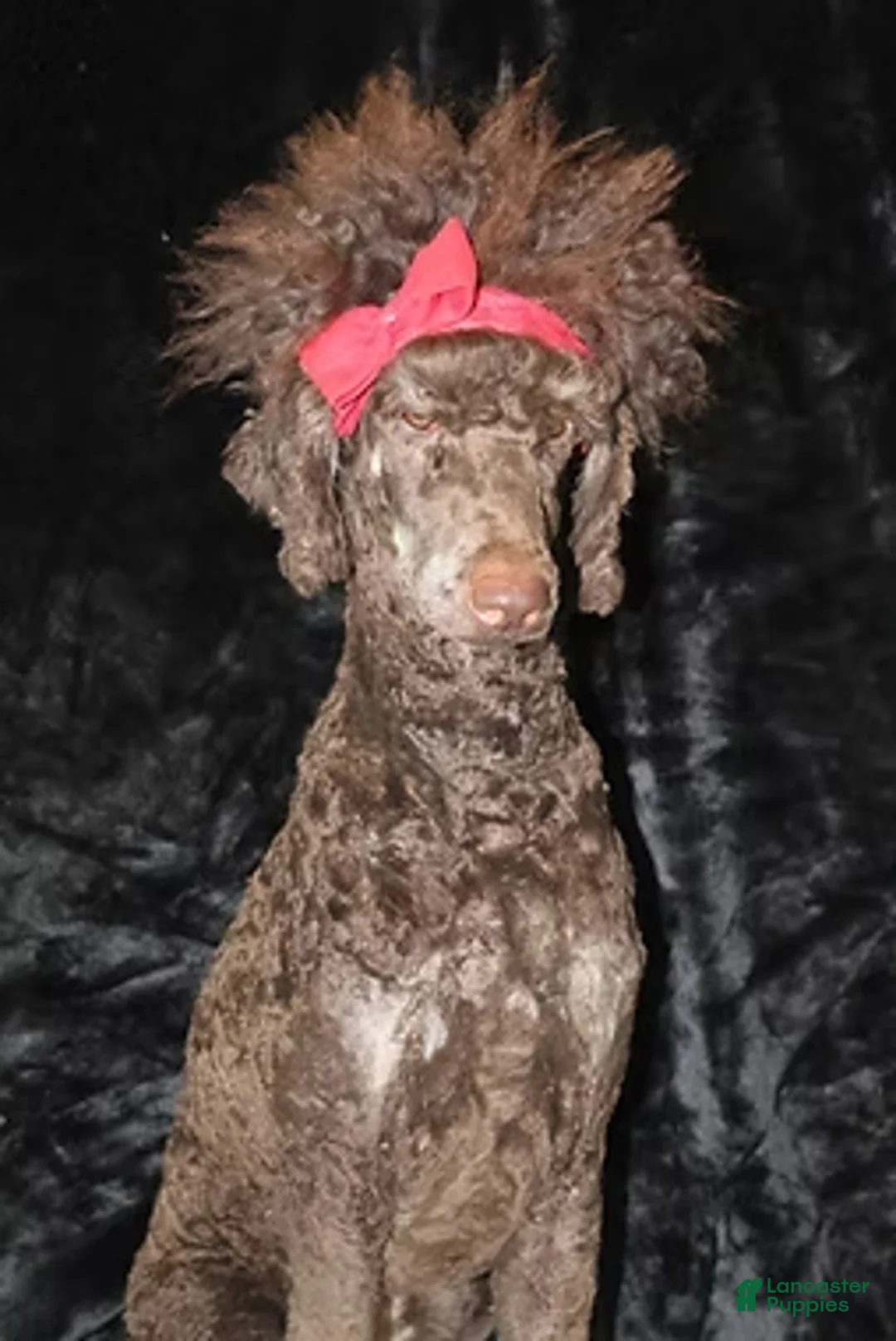 Standard Poodle dogs for sale: Willow - Ad 6