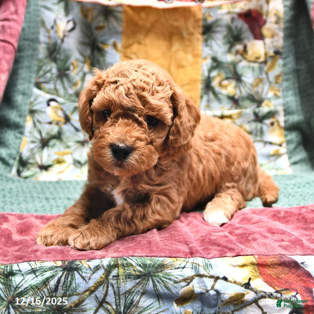 Goldendoodle dogs for sale: Jaden - Ad 14