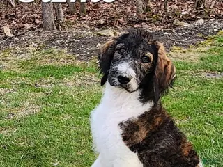 Labradoodle dogs Gizmo - Ad 31