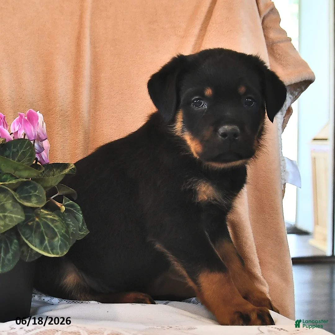 Rottweiler dogs for sale: Lily - Ad 2