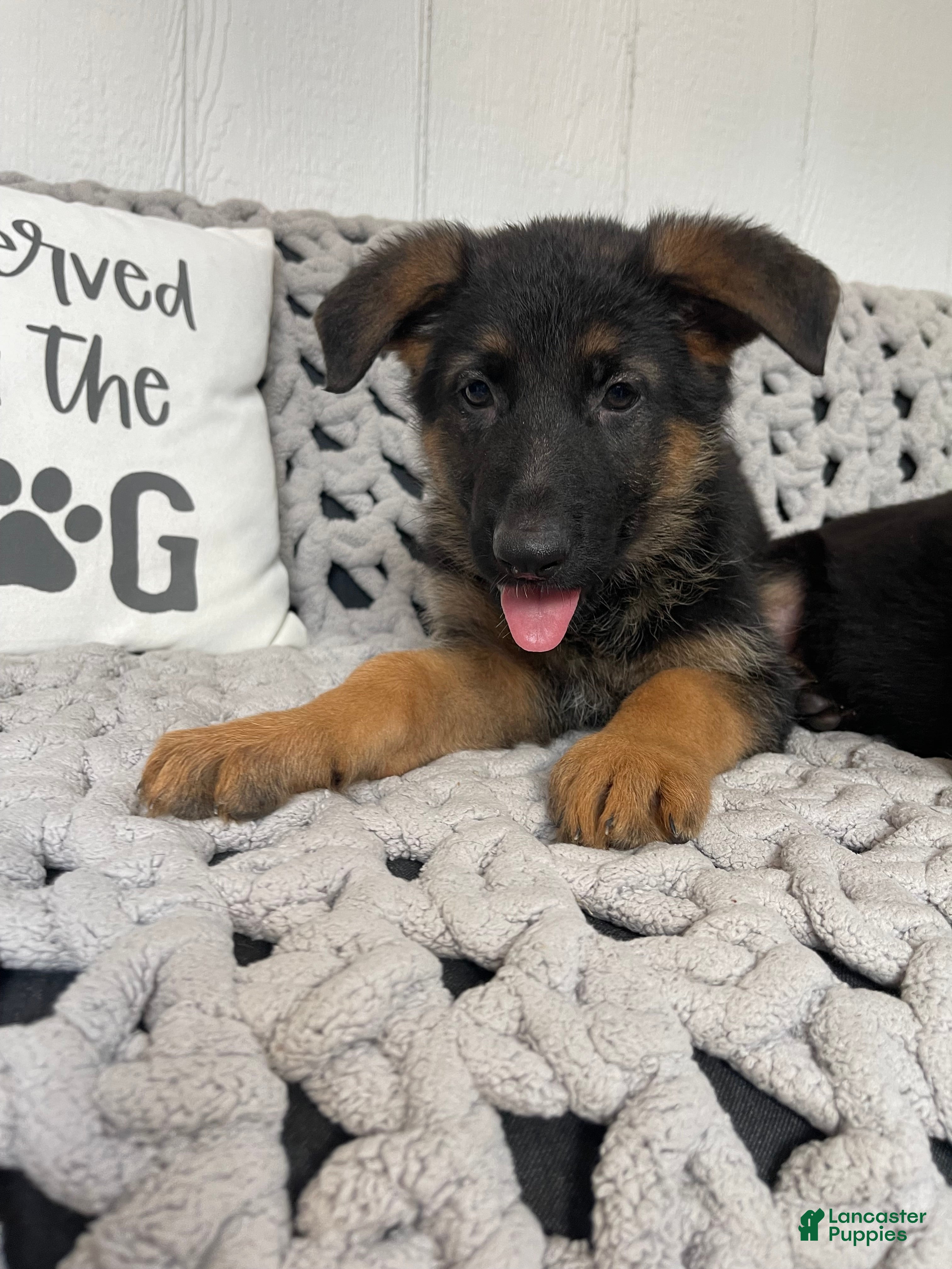 Dog Rescue Catahoula Leopard Dog Breeders Midwest Catahoula