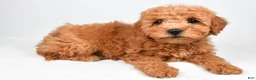 Mini Goldendoodle dogs for sale: Pearl - Ad 8