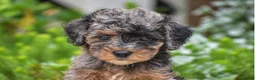 Miniature Poodle dogs for sale: Deanna - Miniature - Ad 2