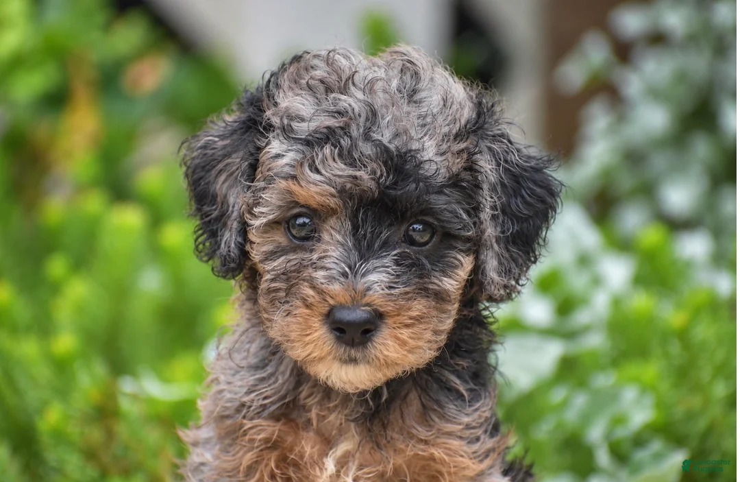 Miniature Poodle dogs for sale: Deanna - Miniature - Ad 2