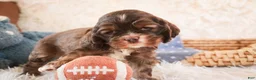 Cocker Spaniel dogs for sale: Cocoa - Ad 7