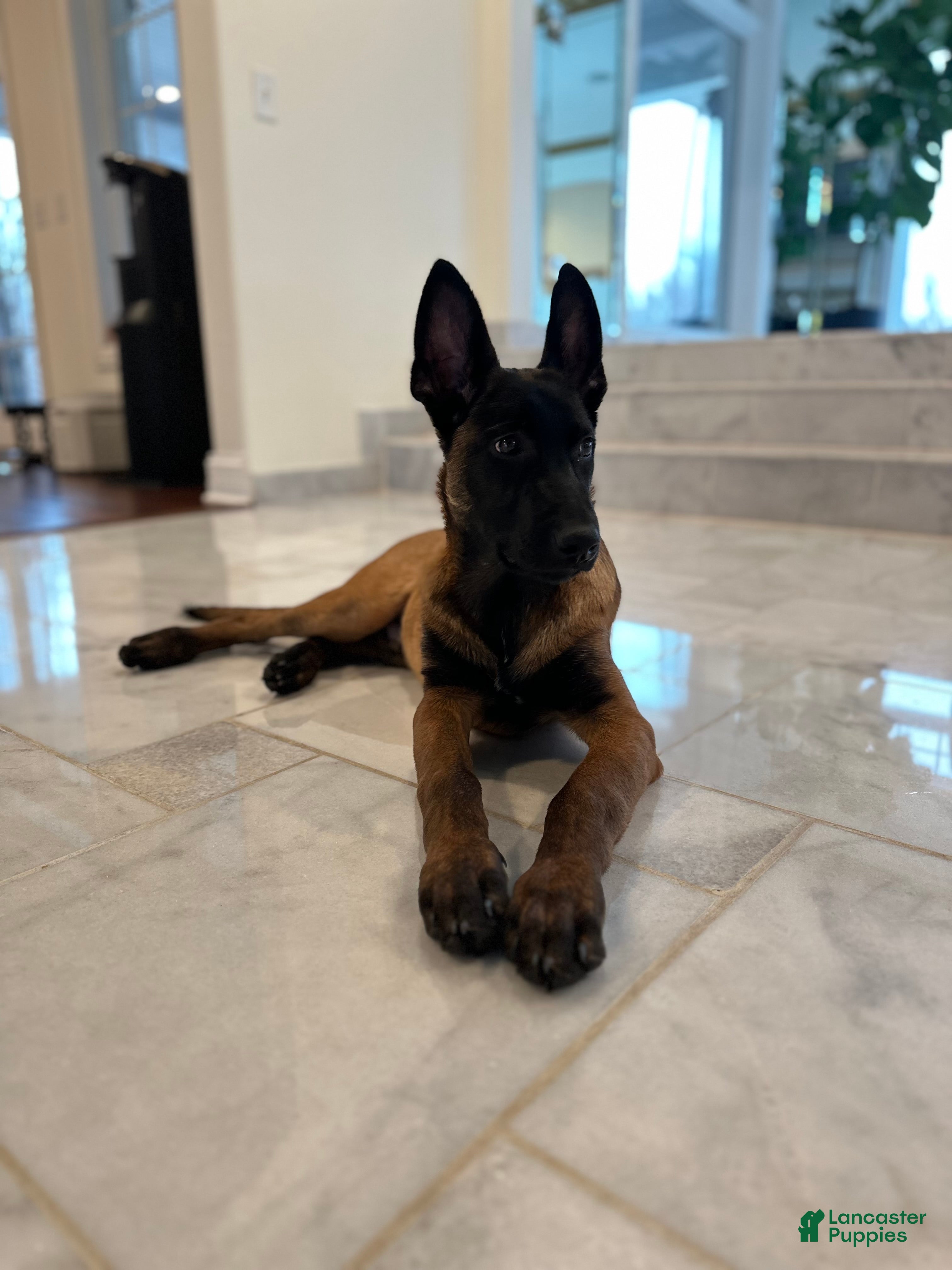Belgian Malinois dogs Belgian Malinois Puppy 1 - Ad 1