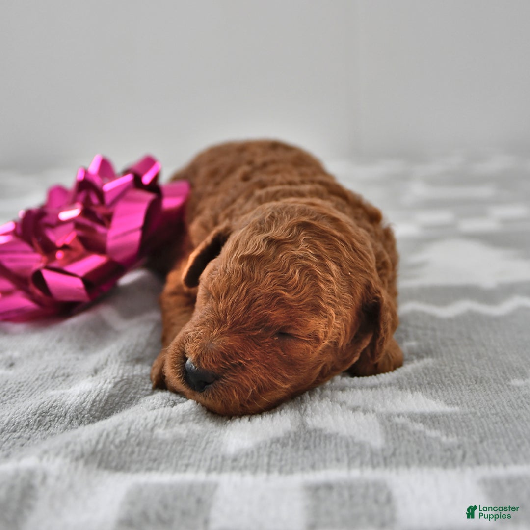 Mini Goldendoodle dogs for sale: Cinnamon - Ad 4