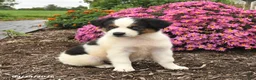 Miniature Australian Shepherd dogs for sale: Jet - Ad 4