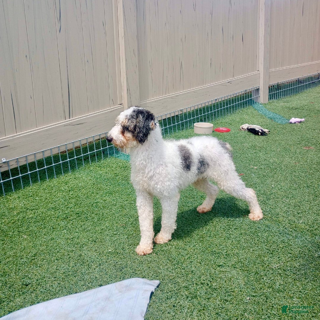 Cavapoo dogs for sale: Sadie - Ad 8