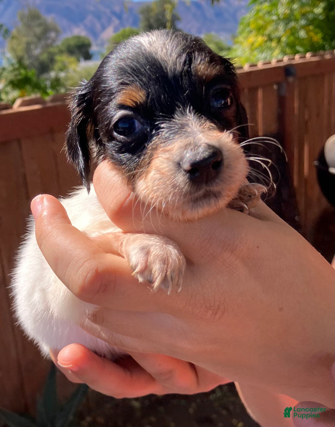 Miniature Dachshund dogs for sale: Miniature Dachshund Puppy 3 - Ad 3