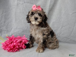 Cockapoo dogs Adele - Ad 13