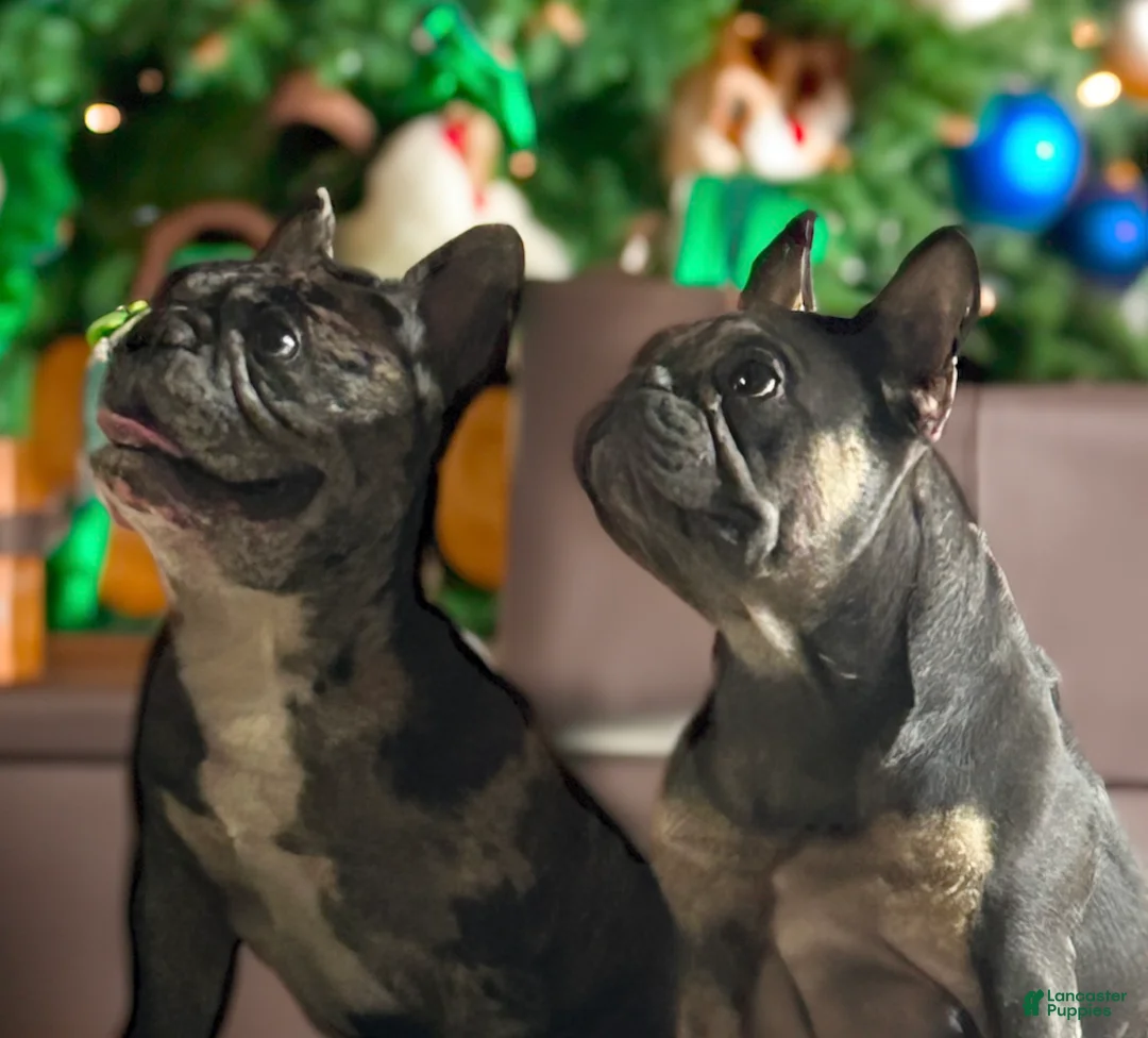French Bulldog dogs for sale: Pluto - Ad 13