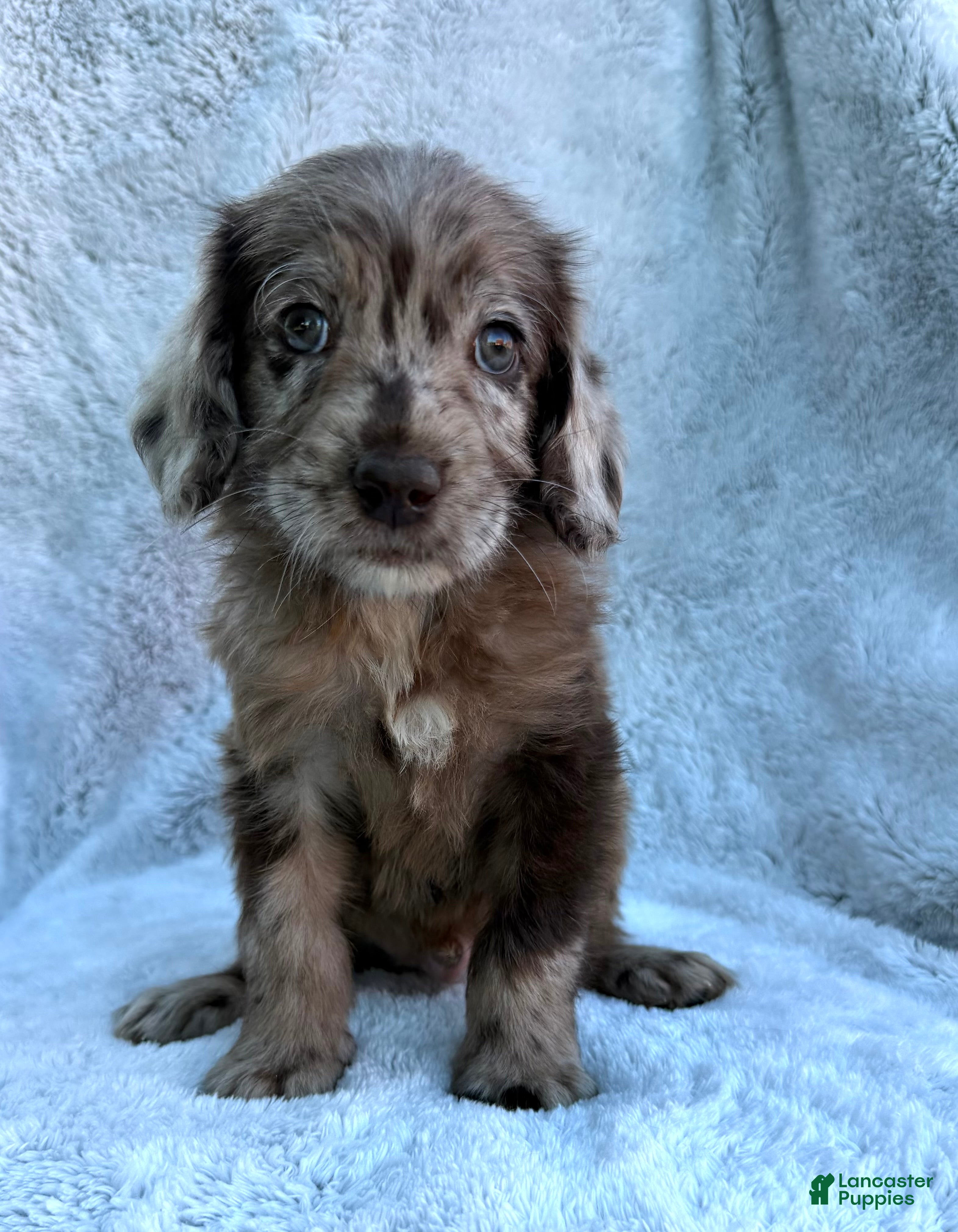 Labradoodle dogs Colt - Ad 1