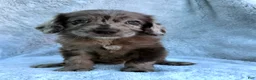 Labradoodle dogs for sale: Colt - Ad 1