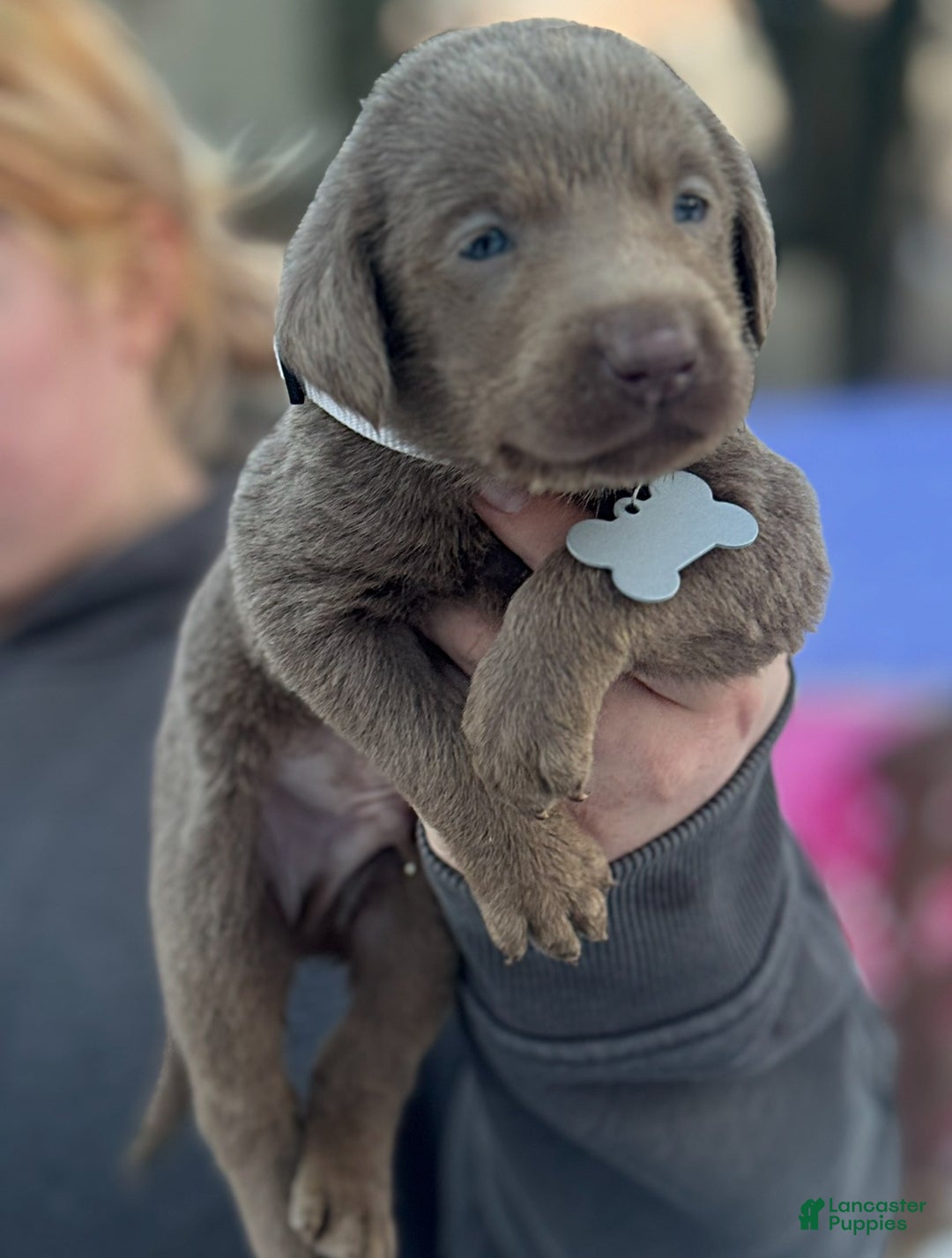 Labrador Retriever dogs for sale: Labrador Retriever Puppy 1 - Ad 16