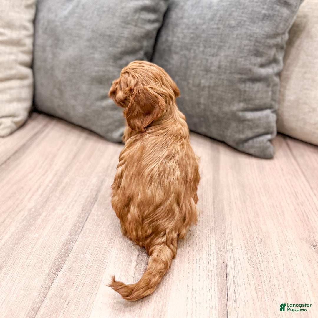 Cavapoo dogs for sale: Sophia - Ad 6