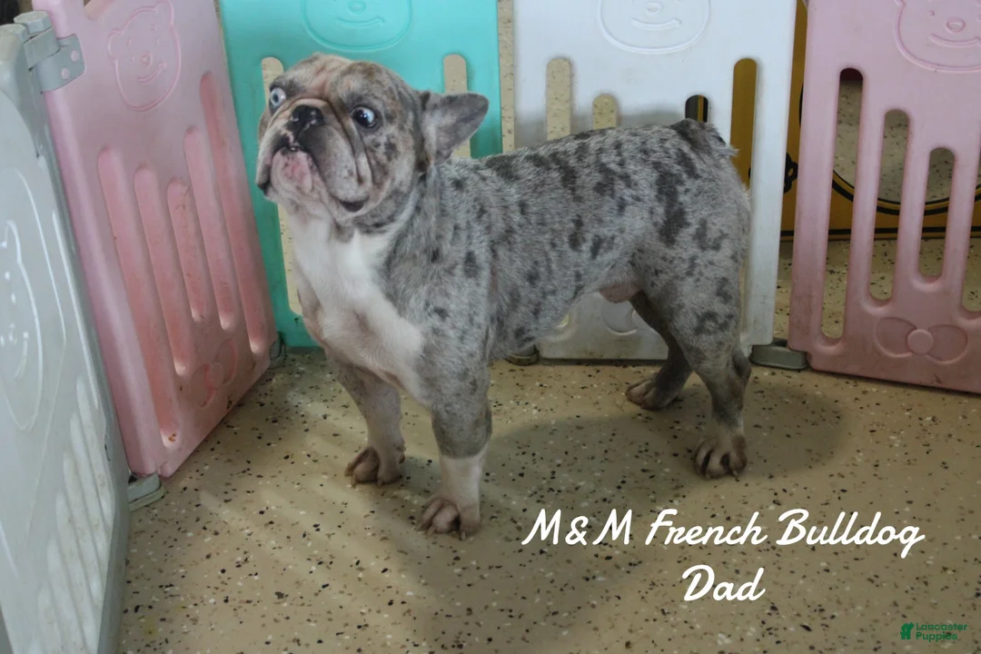 French Bulldog dogs for sale: Toby - Ad 9