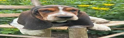 Basset Hound dogs for sale: Walter - Ad 7