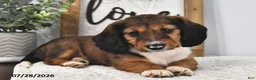 Miniature Dachshund dogs for sale: Marcy - Ad 3