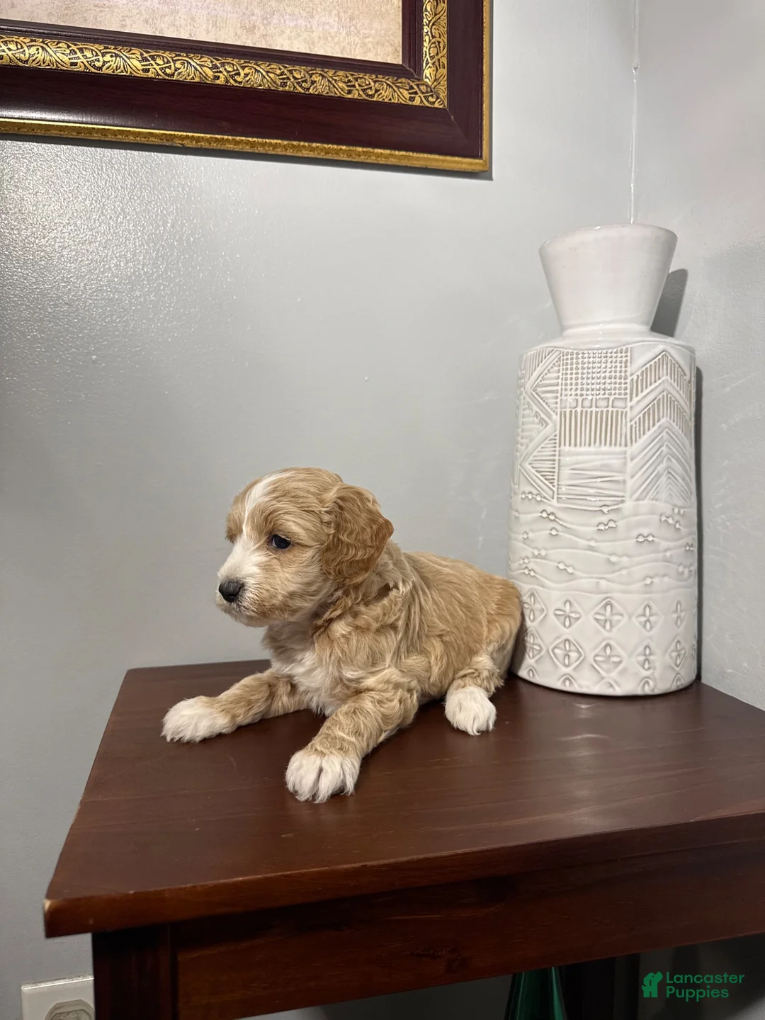 Maltipoo dogs for sale: Blanko - Ad 8