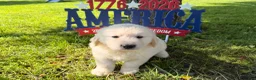 Golden Retriever dogs for sale: Pugsley - Ad 3