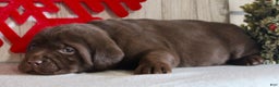 Labrador Retriever dogs for sale: Sparkle - Ad 4