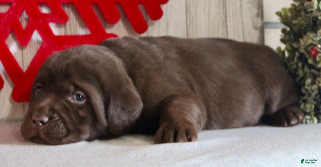 Labrador Retriever dogs for sale: Sparkle - Ad 4