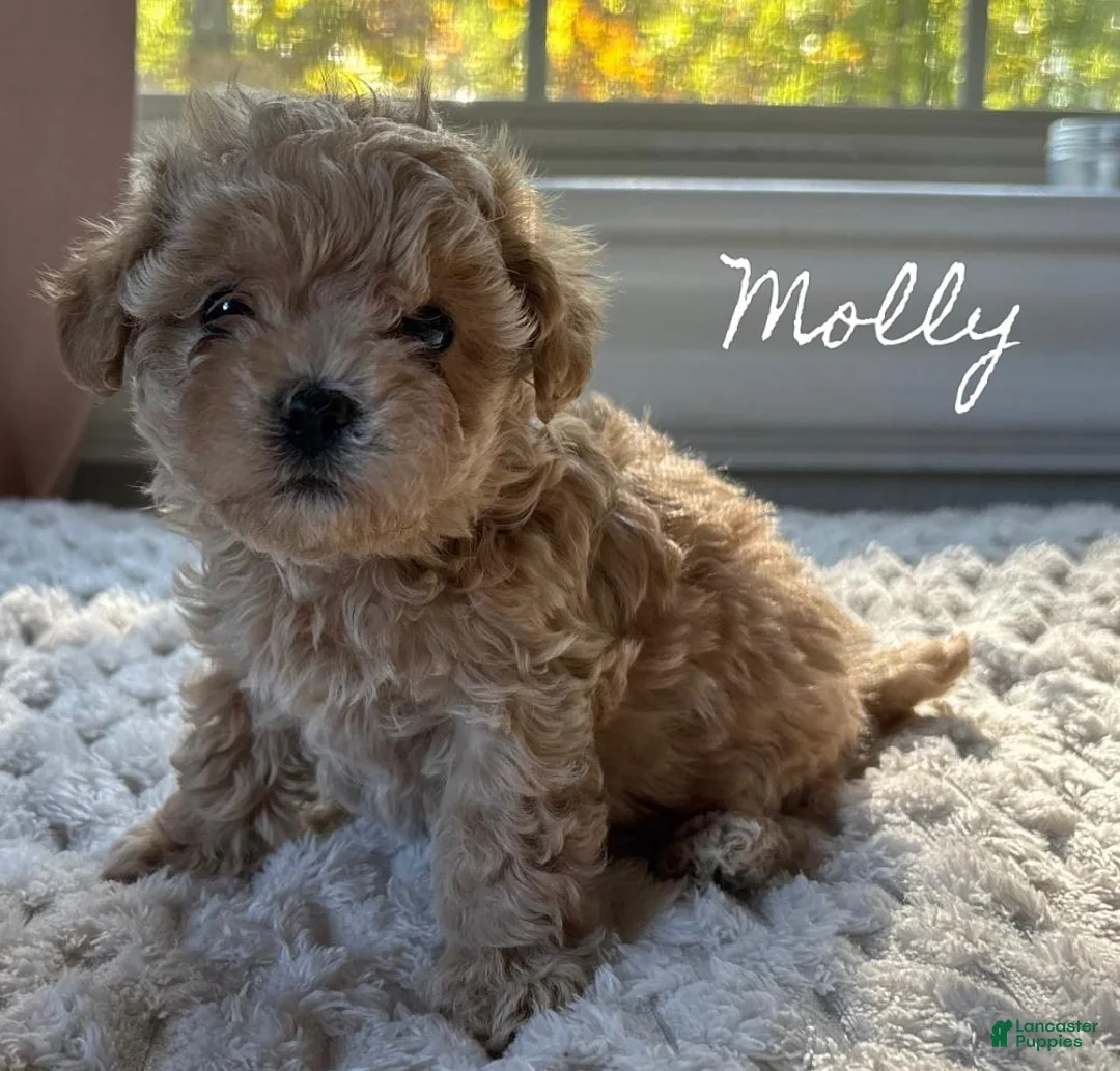 Maltipoo dogs for sale: Molly - Ad 1
