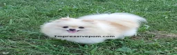 Pomeranian dogs for sale: Fajita - Ad 10